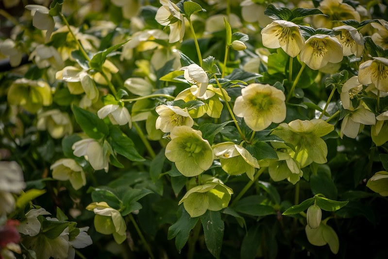 hellebores | Oregon Coastal Flowers LLC hellebores