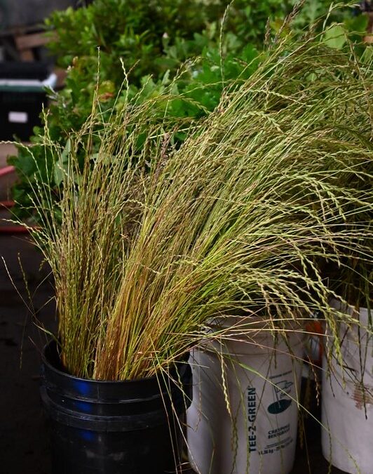 Ornamental Grasses used in floral arrangements