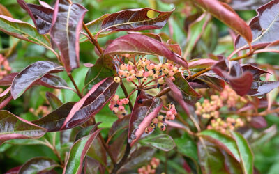 Viburnum Berries Wholesale + Hypericum + Nandina | Antique Hydrangea — September