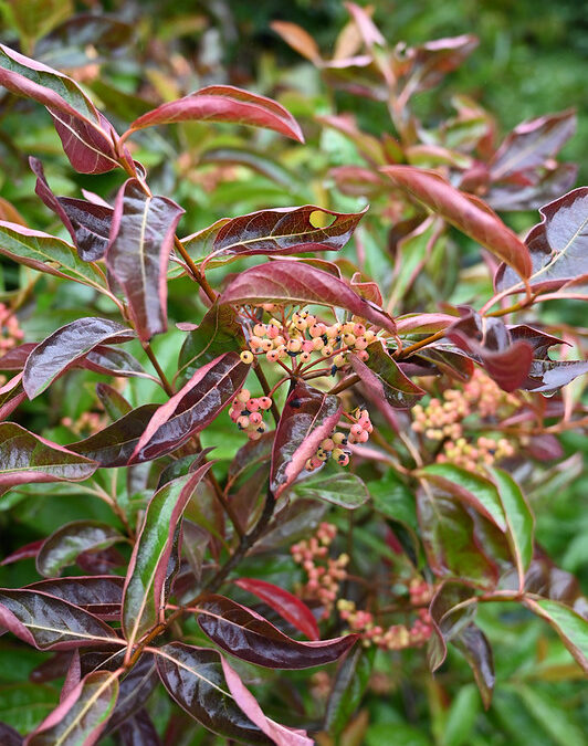 Viburnum Berries Wholesale + Hypericum + Nandina | Antique Hydrangea — September
