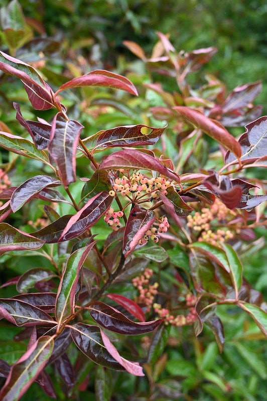 Viburnum berries, hypericum berries, nandina and antique hydrangea from Oregon Coastal Flowers