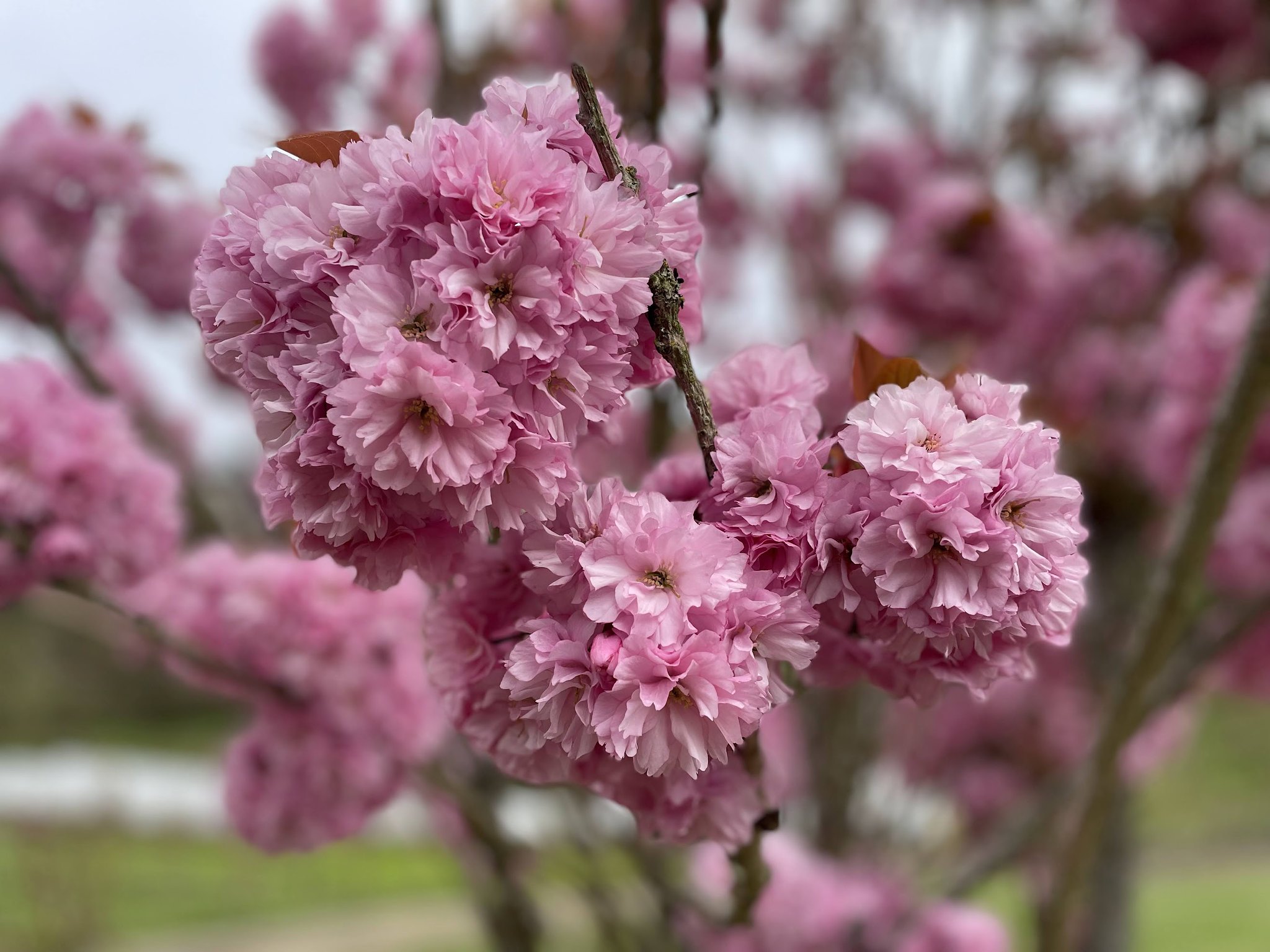 Double pink cherry flowering branches — Oregon Coastal Flowers