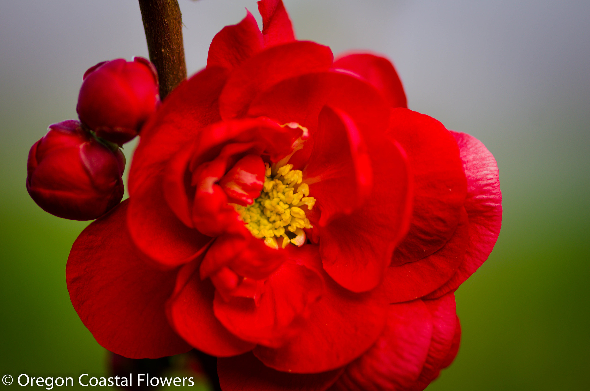 Double quince branches for Chinese New Year — Oregon Coastal Flowers