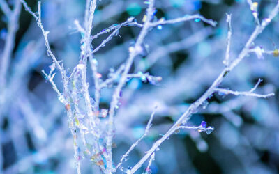 Christmas Greens Wholesale | Noble Fir & Holiday Branches — December