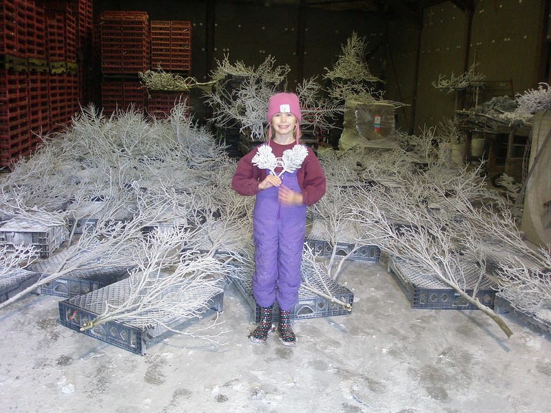 Noble fir trees and holiday specialty products